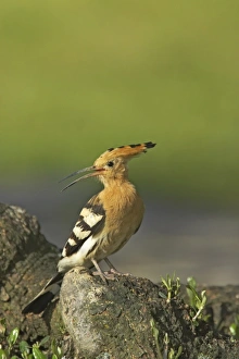 Extramadura Prints: Eurasian Hoopoe (Upupa epops) adult, calling, perched at nestsite, Extremadura, Spain