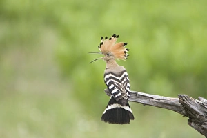 Eurasian Hoopoe (Upupa epops) adult, with crest raised, calling in threat display, perched on broken branch, Hungary, may