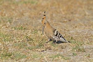 Eurasian Hoopoe (Upupa epops) adult, digging for grubs, feeding on ground, Castilla y Leon, Spain, August