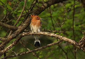 Eurasian Hoopoe (Upupa epops) adult male, perched on branch, Sri Lanka, december