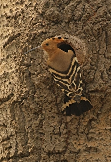 Nesthole Prints: Eurasian Hoopoe (Upupa epops saturata) adult