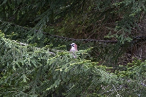 Jays Prints: Eurasian Jay on conifer tree