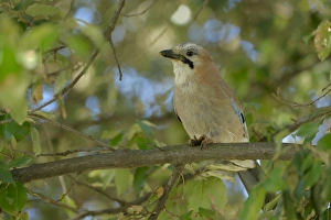 Eurasian Jay (Garrulus glandarius) adult, with food held in feet, perched on Holm Oak (Quercus ilex) branch, Croatia