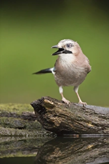 Eurasian Jay (Garrulus glandarius) adult, standing on log at pool in woodland, Debrecen, Hungary, April