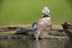 Eurasian Jay (Garrulus glandarius) adult, bathing at pool in woodland, Debrecen, Hungary, April