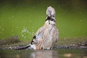Eurasian Jay (Garrulus glandarius) adult, bathing at pool in woodland, Debrecen, Hungary, April
