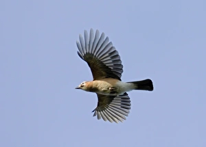 Eurasian Jay (Garrulus glandarius) adult, in flight, Richmond Park, London, England, october