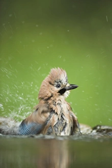 Eurasian Jay (Garrulus glandarius) adult, bathing in forest pool, Hungary, may