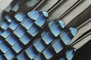 Eurasian Jay (Garrulus glandarius) adult, close-up of wing feathers, Sheffield, South Yorkshire, England, may