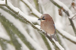 Eurasian Jay (Garrulus glandarius) adult, perched on snow covered branch in park woodland during snowfall, Yorkshire, England, december