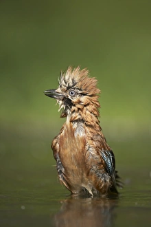 Eurasian Jay (Garrulus glandarius) adult, bathing in forest pool, Hungary