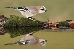 Eurasian Jay (Garrulus glandarius) adult, standing at edge of pool in farmland, West Yorkshire, England, December