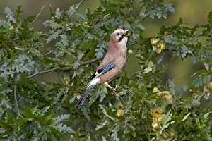 Eurasian Jay (Garrulus glandarius) adult, collecting acorns from oak tree, England, October