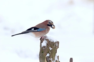 Eurasian Jay (Garrulus glandarius) adult, with acorn in beak, perched on fencepost in snow, Warwickshire, England