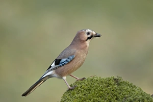 Eurasian Jay (Garrulus glandarius) adult, standing on mossy mound in woodland, Dumfries and Galloway, Scotland, January