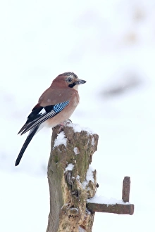 Eurasian Jay (Garrulus glandarius) adult, perched on fencepost in snow, Warwickshire, England, January