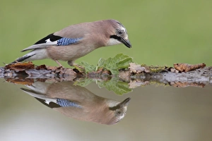 Eurasian Jay (Garrulus glandarius) adult, standing at edge of pool with reflection, West Yorkshire, England, May