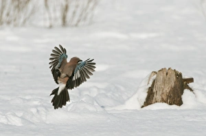 Eurasian Jay (Garrulus glandarius) adult, in flight, landing at stump in snow, Bialowieza N. P