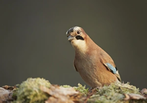 Eurasian Jay (Garrulus glandarius) adult, foraging on woodland floor, Shropshire, England, December
