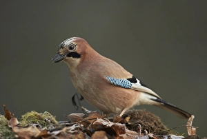 Eurasian Jay (Garrulus glandarius) adult, foraging amongst leaf litter on woodland floor, Shropshire, England, December