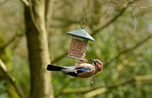Eurasian Jay (Garrulus glandarius) adult, feeding at hanging peanut feeder, Cheshire, England, March