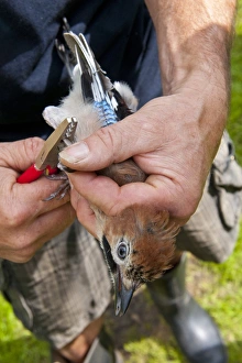 Ring Prints: Eurasian Jay (Garrulus glandarius) immature
