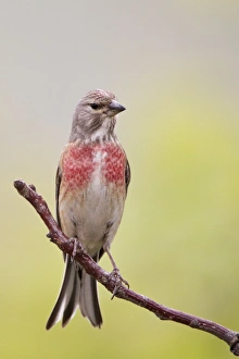 Linnet Prints: Eurasian Linnet (Carduelis cannabina) adult male, perched on twig, Bulgaria, may