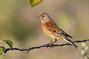 Eurasian Linnet (Carduelis cannabina) adult male, perched on barbed wire fence, Midlands, England, june