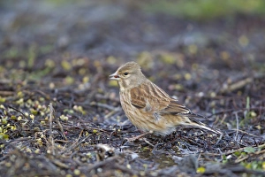 Eurasian Linnet (Carduelis cannabina) adult male, winter plumage, feeding on seed, Suffolk, England, january