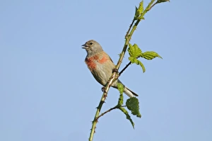 Eurasian Linnet (Carduelis cannabina) adult male, singing, perched on bramble stem, Elmley Marshes N. N. R