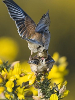 Mating Prints: Eurasian Linnet (Carduelis cannabina) adult pair