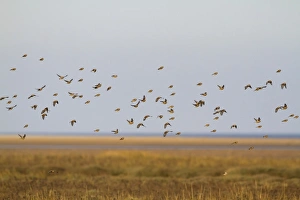 Flock Prints: Eurasian Linnet (Carduelis cannabina) flock