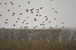 Eurasian Linnet (Carduelis cannabina) flock, in flight during snowfall, dropping into field to feed, Norfolk, England, november
