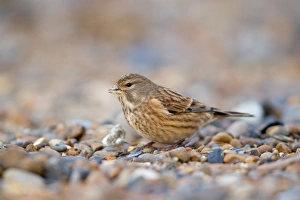 Eurasian Linnet (Carduelis cannabina) immature, feeding on shingle beach, Suffolk, England, november