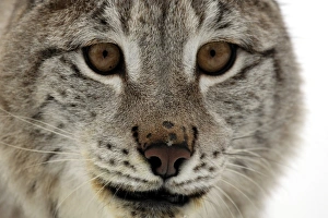 Noses Prints: Eurasian Lynx (Lynx lynx) adult, close-up of face, in snow, winter (captive)