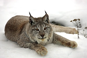 Lynxes Prints: Eurasian Lynx (Lynx lynx) adult, resting on snow, winter (captive)