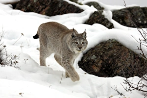 Lynxes Prints: Eurasian Lynx (Lynx lynx) adult, walking on snow, winter (captive)
