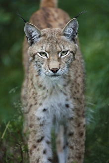 Lynxes Prints: Eurasian Lynx (Lynx lynx) adult, close-up of head, Finland, july