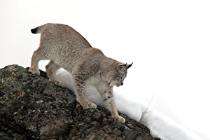 Lynxes Prints: Eurasian Lynx (Lynx lynx) adult, walking down rock in snow, winter (captive)