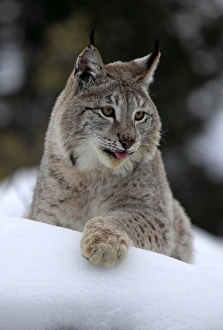 Lynxes Prints: Eurasian Lynx (Lynx lynx) adult, with tongue out, resting on snow, winter (captive)