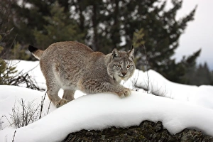 Lynxes Prints: Eurasian Lynx (Lynx lynx) adult, crouching on snow, winter (captive)