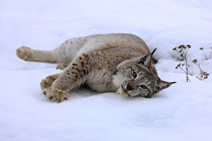 Eurasian Lynx (Lynx lynx) adult, resting on snow, winter (captive)