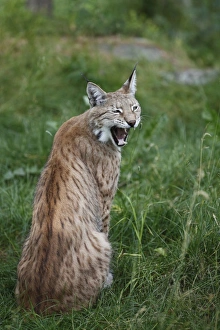 Lynxes Prints: Eurasian Lynx (Lynx lynx) adult, yawning, sitting on grass, Finland, july