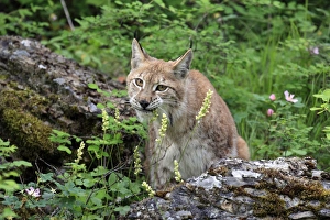 Flowerheads Prints: Eurasian Lynx (Lynx lynx) adult female, chewing flowerheads, june (captive)