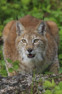 Lynxes Prints: Eurasian Lynx (Lynx lynx) adult female, crouched, june (captive)