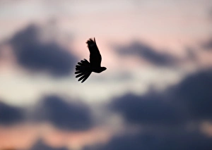 Eurasian Nightjar (Caprimulgus europaeus) adult, in flight over heathland, silhouetted at sunset, Norfolk, England