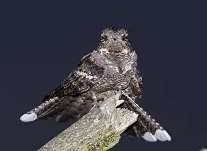 Eurasian Nightjar (Caprimulgus europaeus) adult male, churring on song post in heathland at night, North Norfolk, England, june