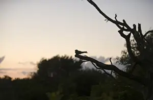 Eurasian Nightjar (Caprimulgus europaeus) adult male, churring on song post in heathland habitat, silhouetted at dusk, North Norfolk, England, june