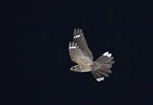 Eurasian Nightjar (Caprimulgus europaeus) adult male, in display flight over heathland at night, North Norfolk, England, may