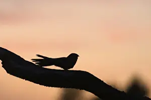Eurasian Nightjar (Caprimulgus europaeus) adult male, churring on song post in heathland, silhouetted at dusk, North Norfolk, England, june